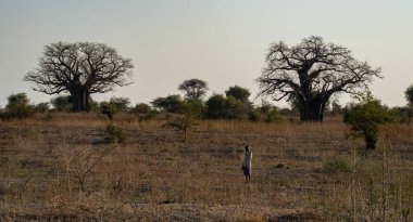 Tarangire, Tanzanya - 12 Ekim 2022: Bir çocuk ve iki baobab ağacı şafak vakti Afrika ovalarında.