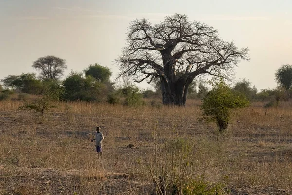 Tarangire Tanzanya Ekim 2022 Bir Çocuk Bir Baobab Ağacı Şafak — Stok fotoğraf