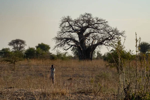 Tarangire Tanzanya Ekim 2022 Bir Çocuk Bir Baobab Ağacı Şafak — Stok fotoğraf