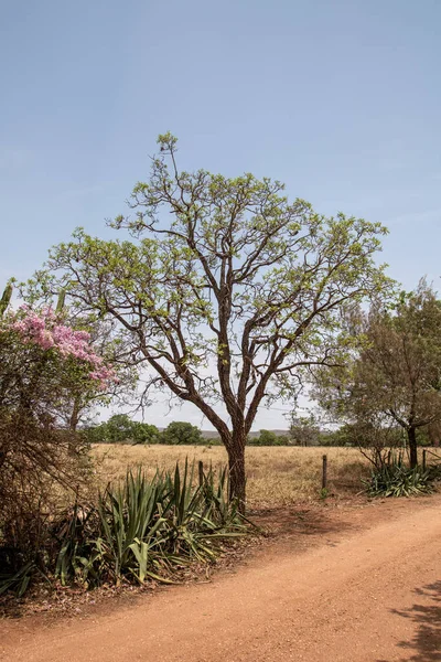 Strom Okraji Venkovské Silnice Brazílii — Stock fotografie