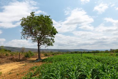 Orta Brezilya 'nın kırsalında güneşli bir günde mısır tarlası