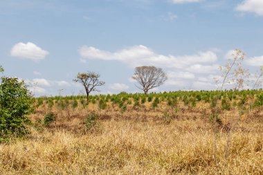 Güneşli bir günde Brezilya 'nın iç kesimlerinde okaliptüs tarlası