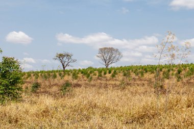 Güneşli bir günde Brezilya 'nın iç kesimlerinde okaliptüs tarlası