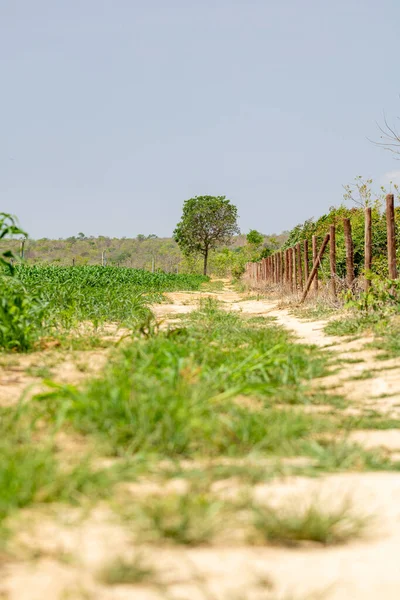 Árvore Solitária Uma Estrada Terra Dia Sol Centro Brasil — Fotografia de Stock