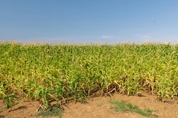 Campo Maíz Día Soleado Campo Centro Brasil —  Fotos de Stock