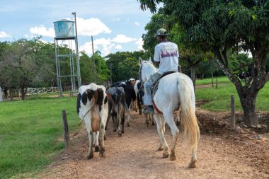 Brezilya 'nın iç kısımlarında bir çiftlikteki sığırlar