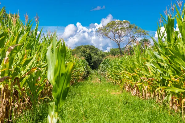 Plantación Maíz Con Riego Interior Brasil —  Fotos de Stock