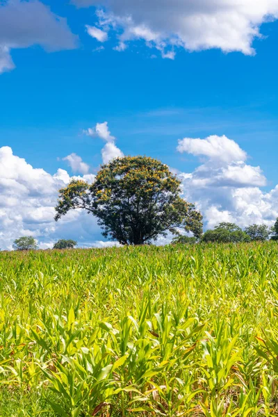 Plantación Maíz Interior Brasil —  Fotos de Stock