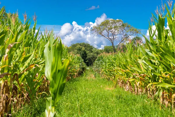 Corn Plantation Interior Brazil — Stock Photo, Image