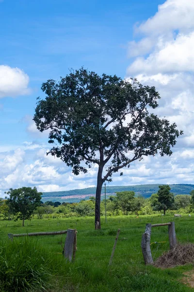 Solitary Tree Minas Gerais Brazilian Savannah — Stock fotografie