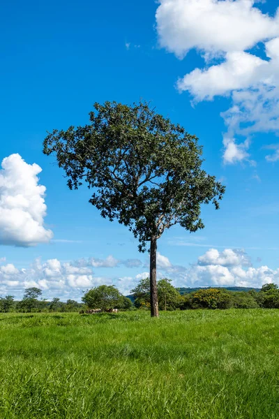 Tree Farm Minas Gerais Interior Brazil — Fotografia de Stock