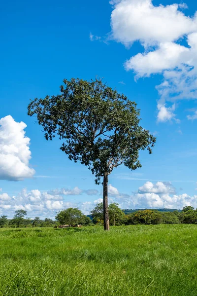 Tree Farm Minas Gerais Interior Brazil — Fotografia de Stock