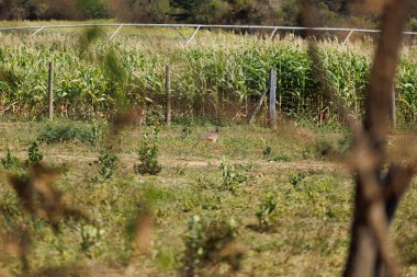 siriema kuşu Minas Gerais Brezilya 'da bir mısır çiftliğinin yakınında