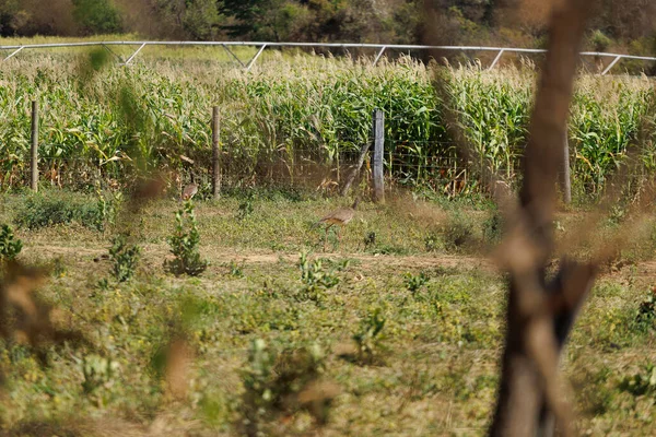 siriema kuşu Minas Gerais Brezilya 'da bir mısır çiftliğinin yakınında