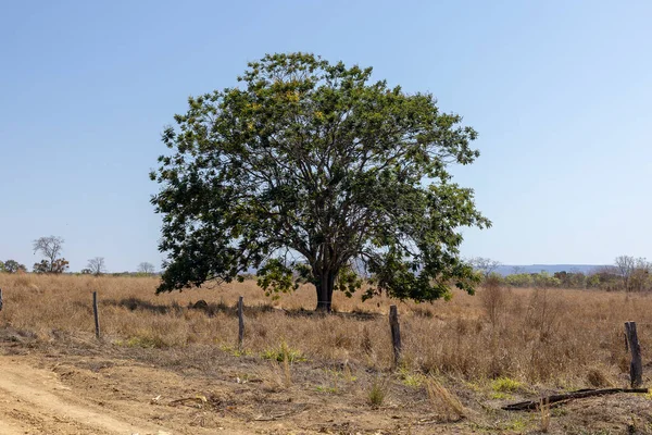 Strom Minas Gerais Cerrado Brazilské — Stock fotografie