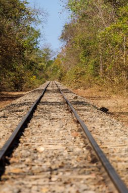 Minas gerais merkez Brezilya 'da demiryolundaki maymun