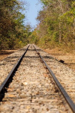 Minas gerais merkez Brezilya 'da demiryolundaki maymun