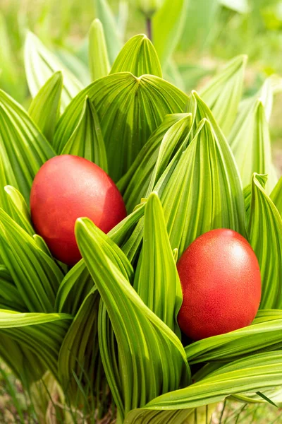 Domácí červená velikonoční vajíčka v jarní zahradě Stock Fotografie