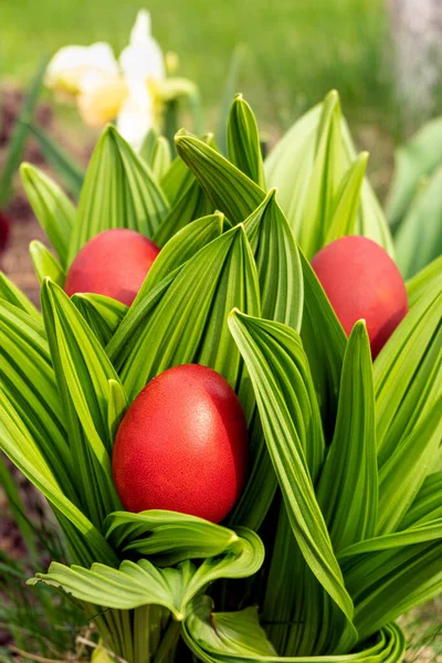 Domácí červená velikonoční vajíčka v jarní zahradě Royalty Free Stock Obrázky