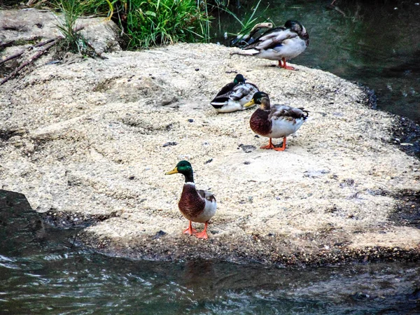 Mehrere Enten Ufer Eines Flusses — Stockfoto