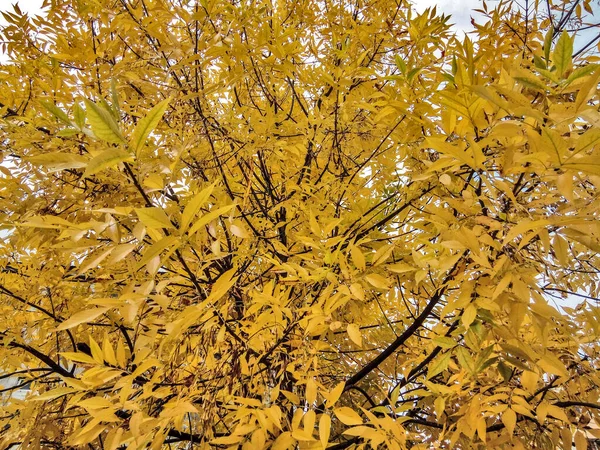Желтое Дерево Осенью Румыния — стоковое фото