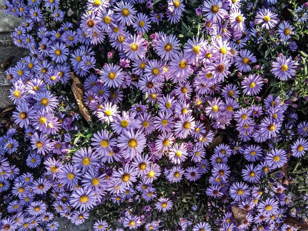 Lila Europäisches Michaelisblümchen Blume — Stockfoto