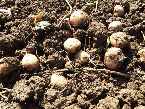 Romanya Çiftlikte Yerde Patates — Stok fotoğraf