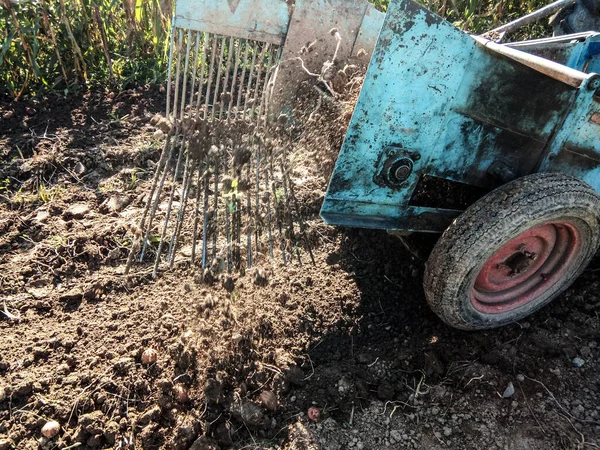 Bir Traktör Patatesleri Bir Makineyle Topraktan Çıkarıyor — Stok fotoğraf