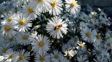 Birkaç beyaz çiçekte bir arı.