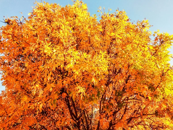 秋に黄色の葉を持つ美しい木 — ストック写真