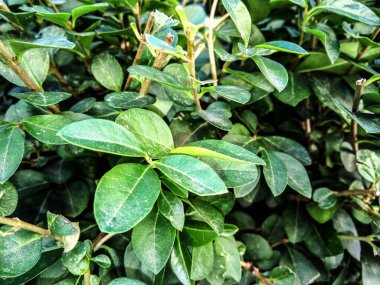 Yaygın menekşe çiçeği - kapat