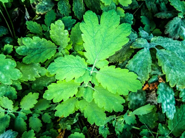 Planta Gran Celidonia Cerca — Foto de Stock