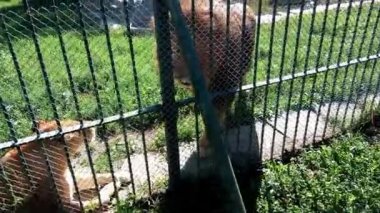 Hayvanat bahçesinde iki aslan