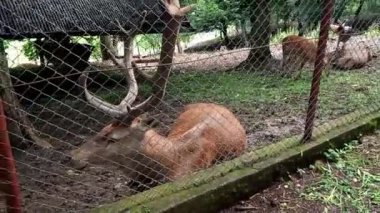  Geyik botanik bahçesinde - doğa