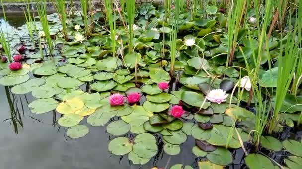 水草和绿色植被上的睡莲 — 图库视频影像