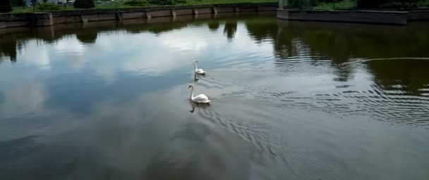 Dos Cisnes Agua — Vídeos de Stock