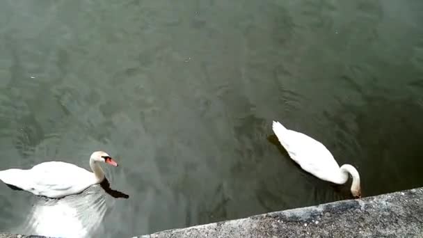 Dos Cisnes Agua — Vídeos de Stock