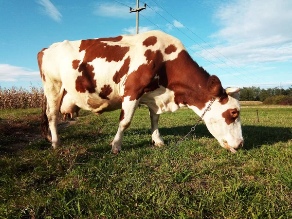 Krowa Wypasa Trawę Maramures Rumunia — Zdjęcie stockowe