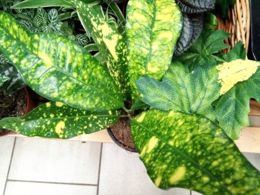 Benekli defne santrali. Yakın çekim.