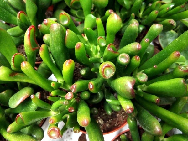 Jade Plant Zbliżenie Przyroda — Zdjęcie stockowe