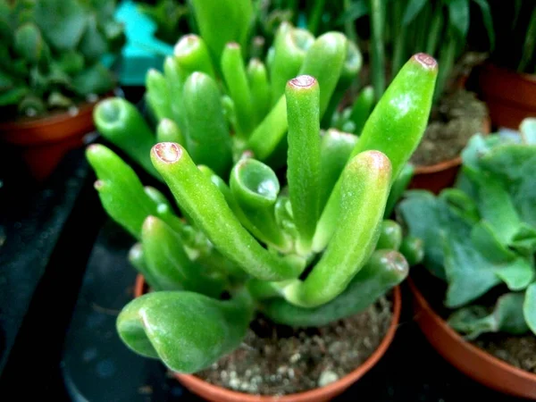 Jade plant - close up, nature