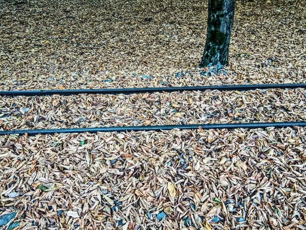 Folhas Outono Amarelas Uma Estrada Ferro — Fotografia de Stock