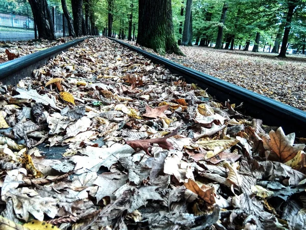 Gele Herfstbladeren Een Spoorweg — Stockfoto
