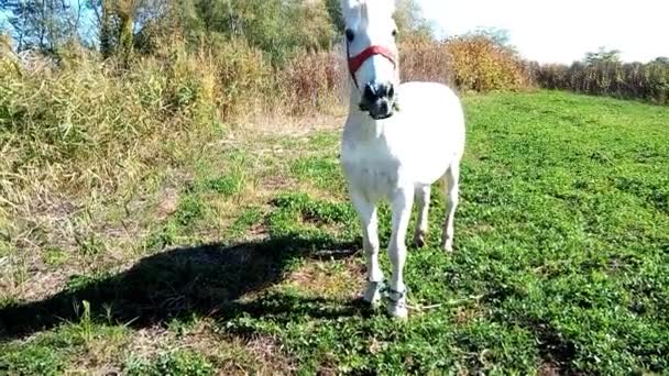 Biały Koń Wypasany Trawa Maramures Rumunia — Wideo stockowe