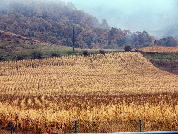 秋季的玉米地 罗马尼亚 — 图库照片