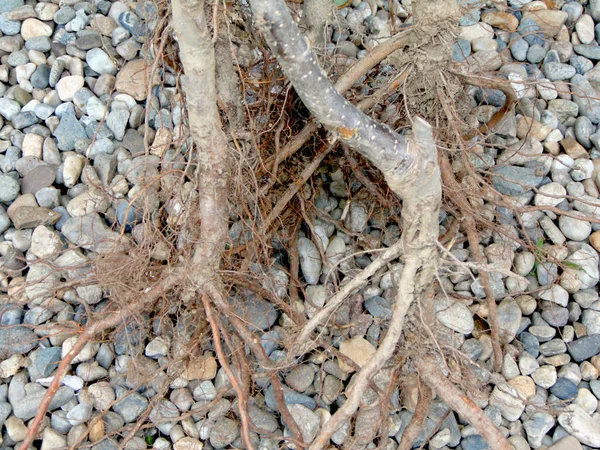 Les Racines Certains Arbres Avant Ils Soient Plantés Dans Sol — Photo