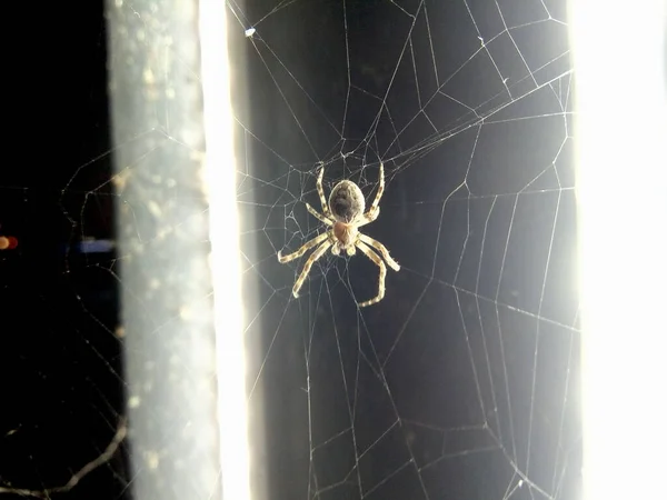 Una Araña Sienta Tela Araña —  Fotos de Stock