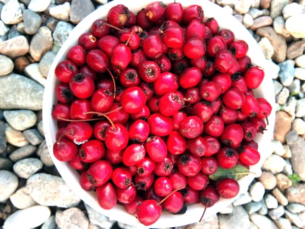 Hawthorn Φρούτα Από Ρουμανία Κοντά — Φωτογραφία Αρχείου