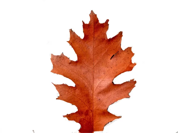 Listy Dubu Severního Podzim — Stock fotografie