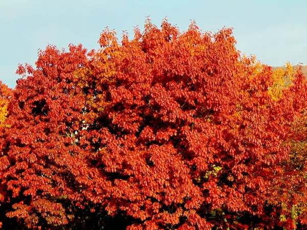 Дерево Осенью Городе Байя Маре Румыния — стоковое фото